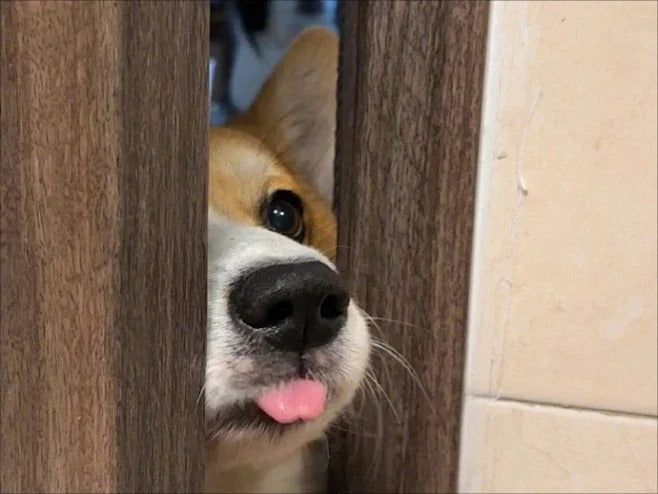 Dog Science: What Dogs Do to Recognize You