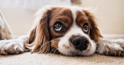 🐾 Paw-some Tricks for Teaching Your Dog to be Independent 🐾