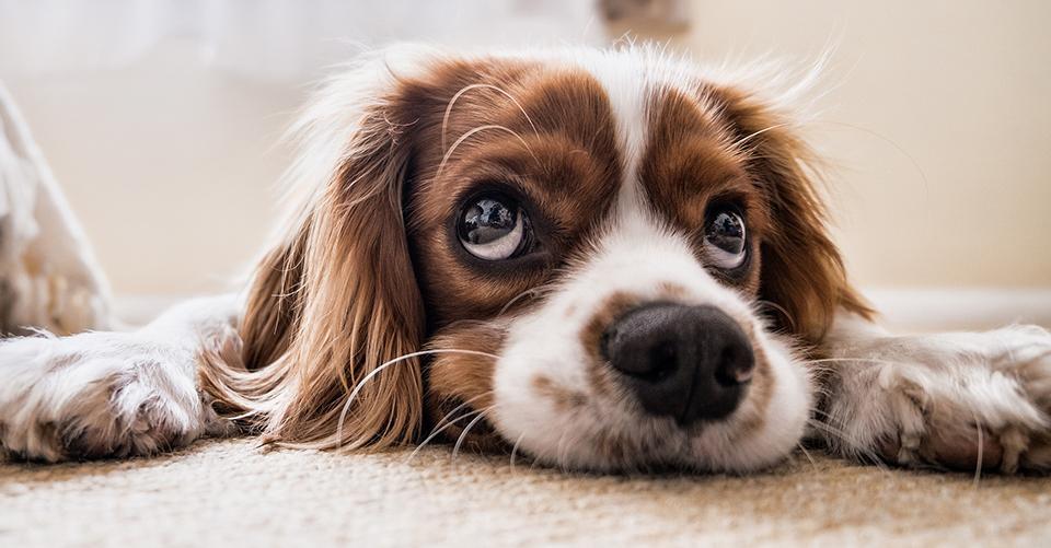 🐾 Paw-some Tricks for Teaching Your Dog to be Independent 🐾