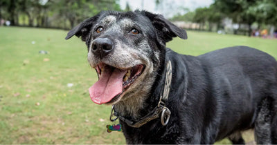 The Essential Checklist for Senior Dog Care