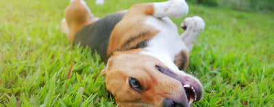 10 Ways to Keep Your Dog Happy and Satisfied