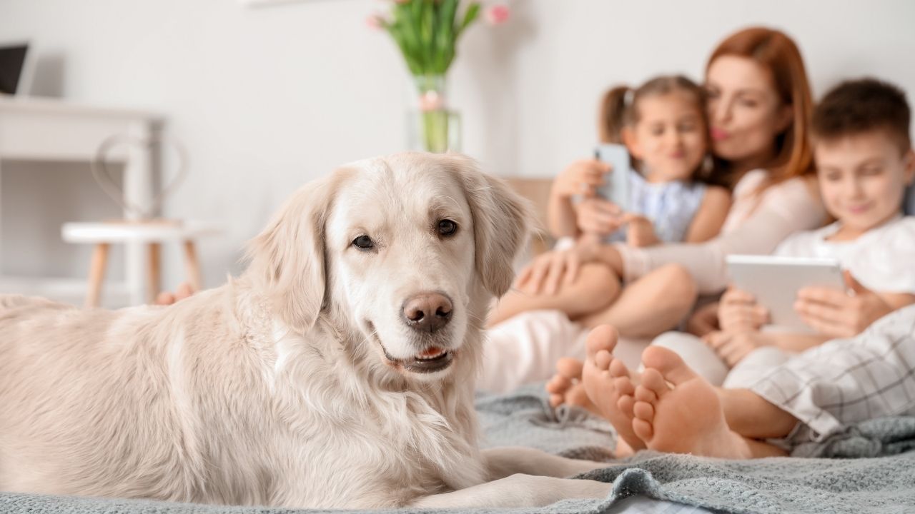 The Importance of Trust-Building with Your Dog