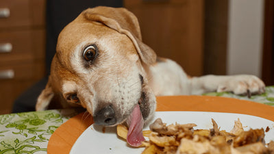 10 Foods that Must Avoid From Giving Your Dog