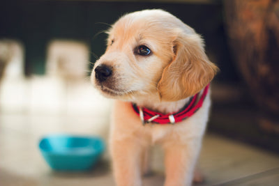 Fun Facts About The World in Your Dog's Eyes