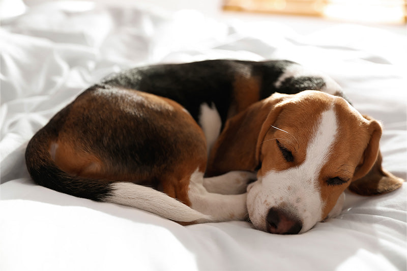 Hot Facts About Dog Sleeping