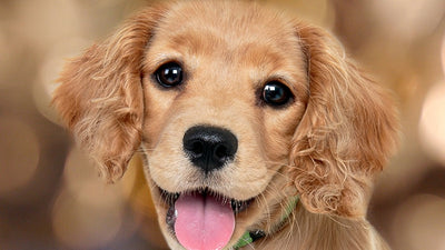 Why Your Dog's Eyes Speak Louder Than Words？