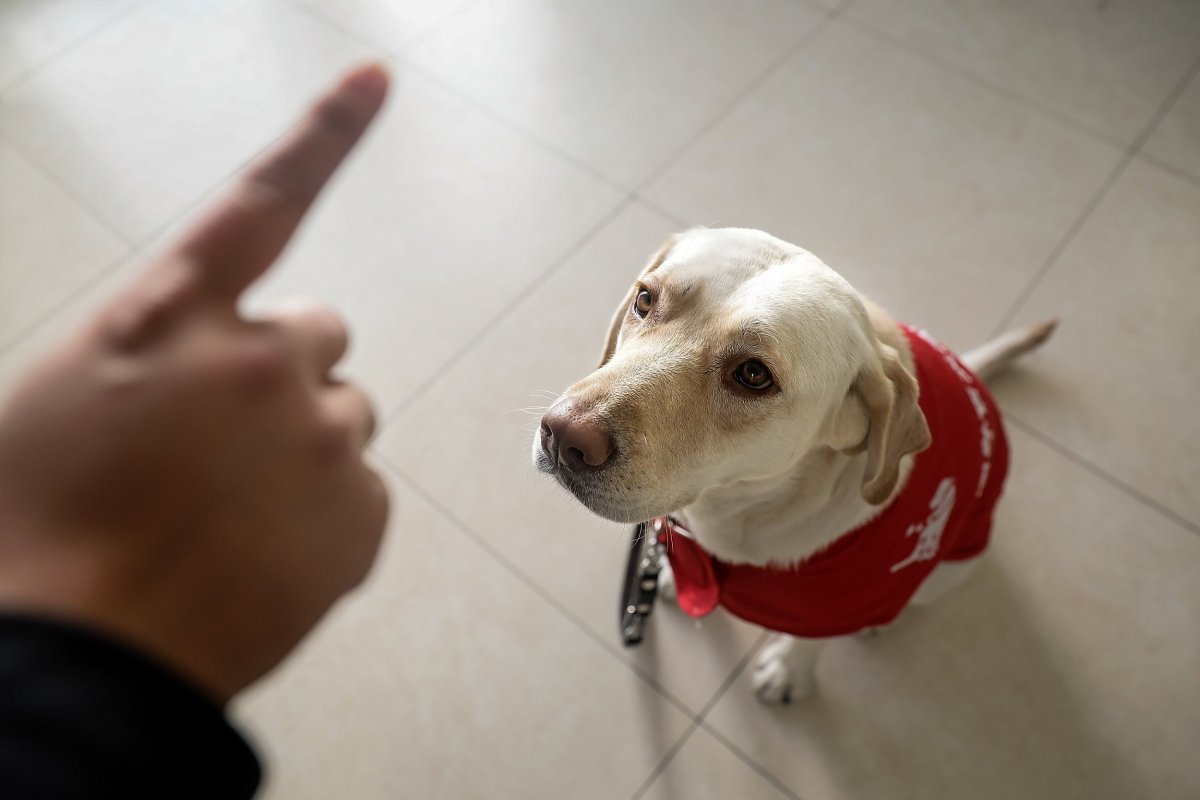 3 Things You Should Not Do to Your Dog
