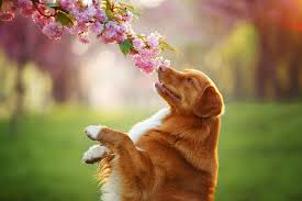 6 Flavors Your Dog Doesn't Like, Be Aware!