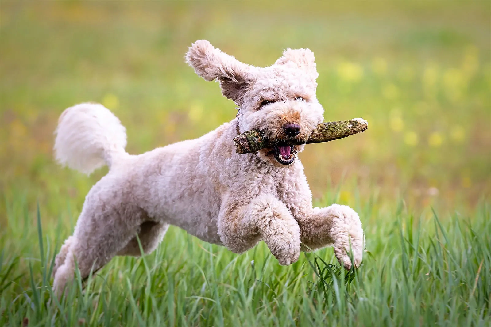 Empower Your Dog with More Choices