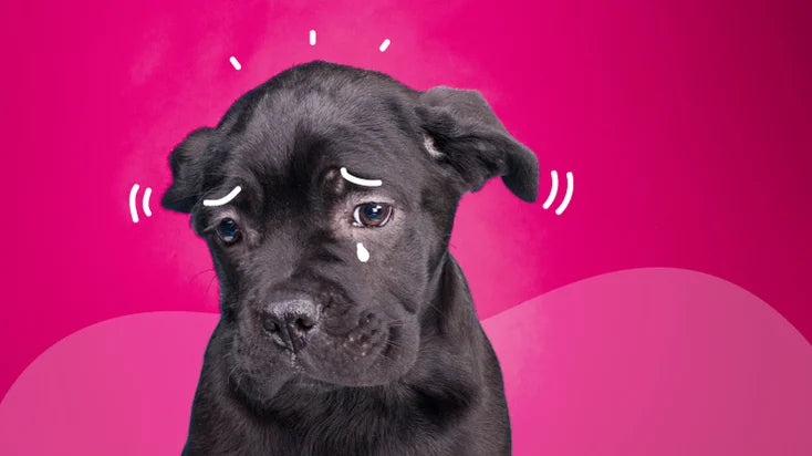 Discover 5 Signs of Depression in Dogs
