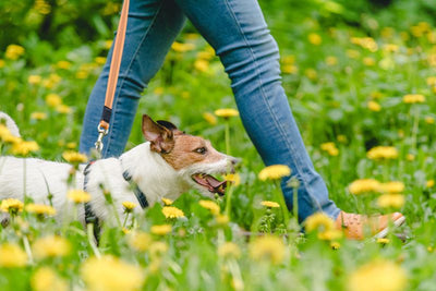 Watch Out These Springtime Diseases for Your Pup