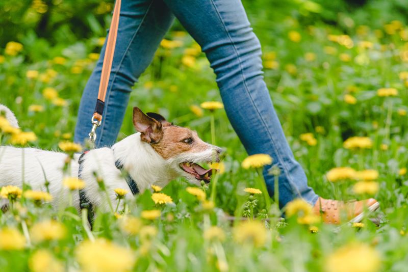 Watch Out These Springtime Diseases for Your Pup