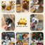 PAWUP Soft Dog Treats, Chicken & Shrimp Jerky Shavings, Easy to Chew Dog Food Topper & Meal Mixer for Small & Senior Dogs, Grain Free, Taurine Added, 6.6 oz - Pawup