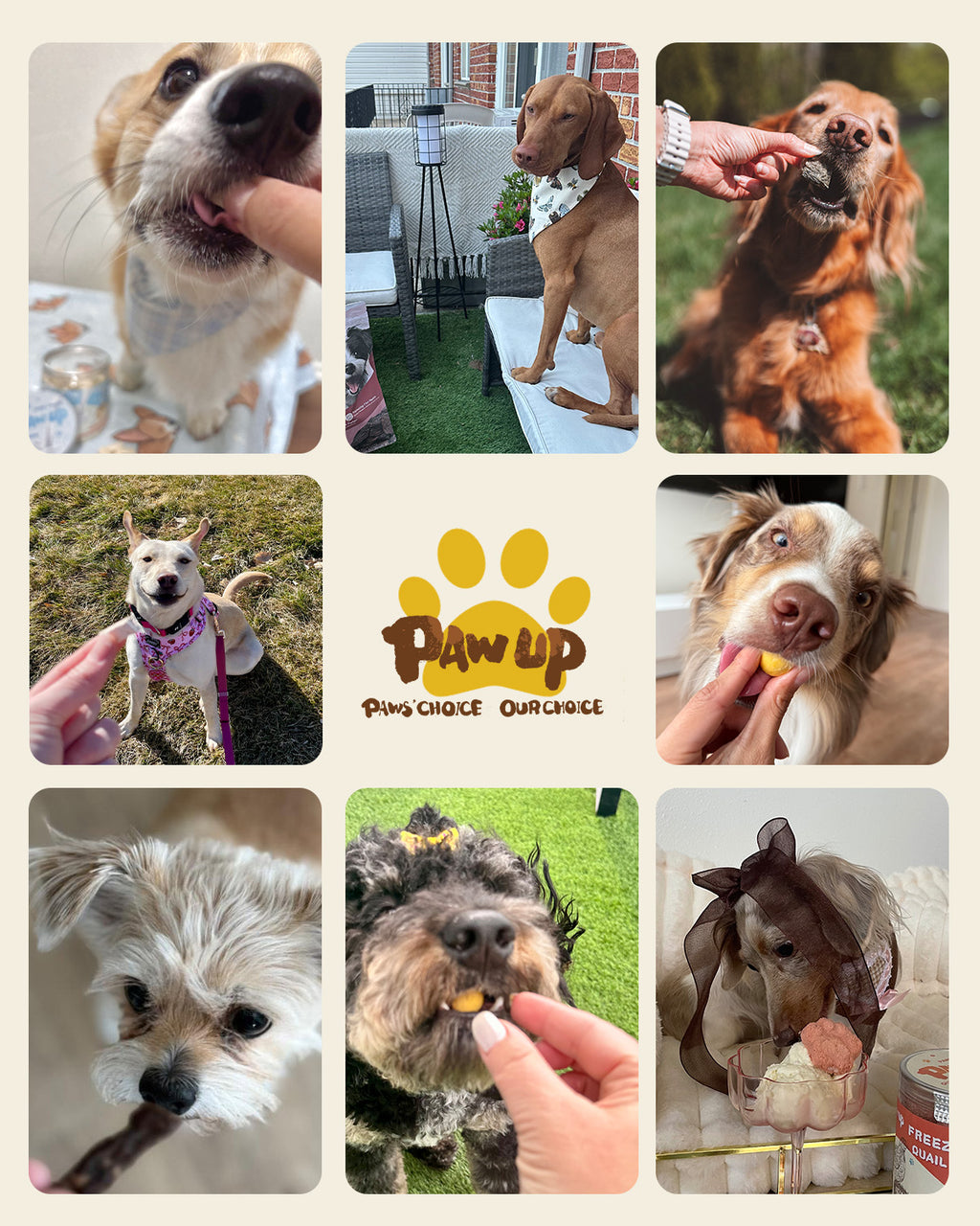PAWUP Rawhide-Free Chicken Chew Sticks Dogs Treats, 5 Inch - Pawup