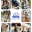 PAWUP Cod Skin Strips Dog Treats, Natural Fish Skin Chews, Omega-3 Rich for Skin & Coat Health, Single Ingredient Dog Snacks for Small & Medium Dogs, 16 oz - Pawup