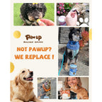 Freeze-Dried Quail Egg Yolk Treats for Dogs & Cats, Single-Ingredient Snacks - Pawup